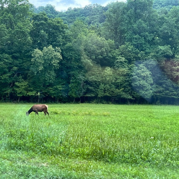 Meet your Posher, Sonya - Picture 1 of 1